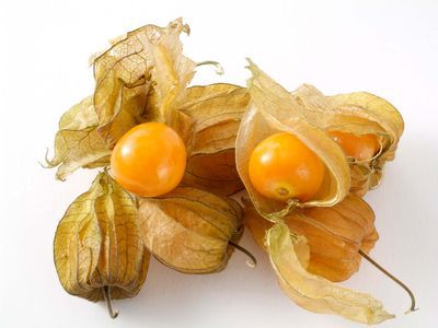 Cape Gooseberry | Description, Fruit, Uses, Flavor, & Facts | Britannica Gooseberry Plant, Golden Berry, Cape Gooseberry, Unique Fruit, Crop Production, Bountiful Harvest, Organic Seeds, Raised Bed, Green House