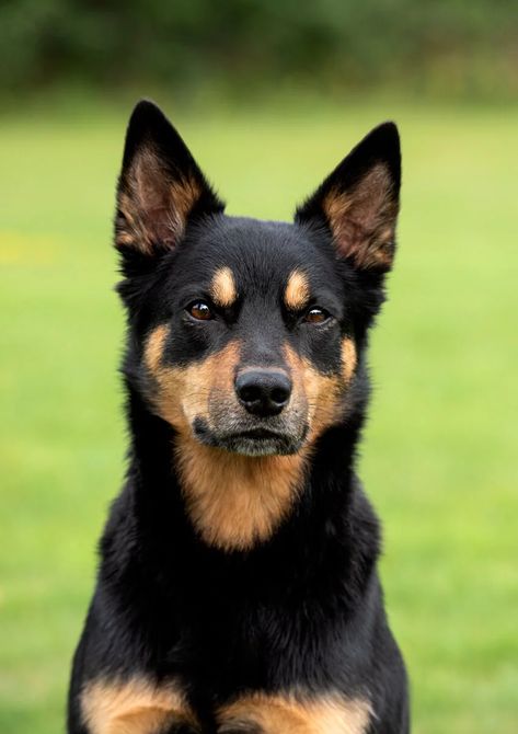 Kelpie Puppy, Kelpie Dog, Australian Kelpie Dog, Dog Types, Fit Dogs, Smooth Collie, Australian Kelpie, Aussie Dogs, Animal References