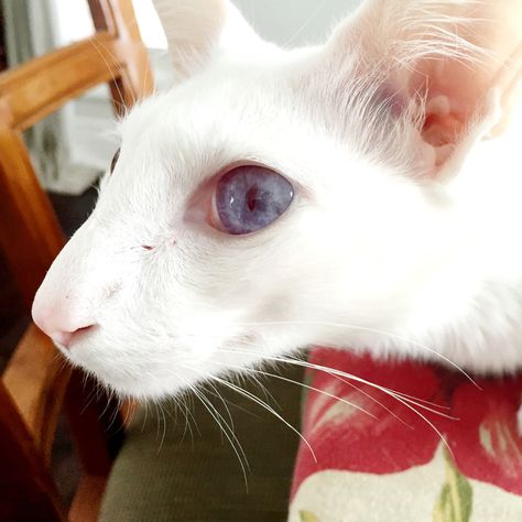 Albino Cat, Lykoi Cat, Animal Taxidermy, Cat Expressions, Pet Ferret, Warrior Cat Oc, Therapy Animals, Cat Reference, Pet Blog