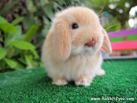 bunny tongue Bunny Tongue, Otters Cute, Cute Buns, Cute Bunny Pictures, Bunny Bunny, House Rabbit, Bunny Pictures, Super Cute Animals