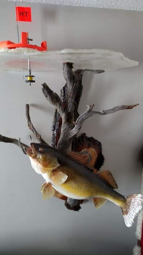 Fish Taxidermy, Fishing House, Ice Fishing House, Trout Art, Fish Mounts, Taxidermy Decor, Taxidermy Display, Sports Storage, 1968 Dodge Charger