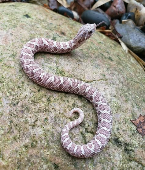 Western Hognose, Western Hognose Snake, Hognose Snake, Pretty Snakes, Colorful Snakes, Snake Lovers, Cute Reptiles, Cute Snake, Snake Art