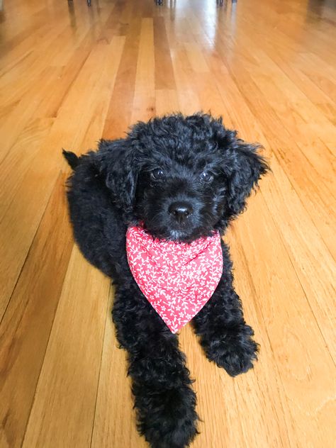 Black Golden Doodle, Goldendoodle Black, Black Labradoodle, Atticus Finch, Dream Items, Labradoodle Dogs, Black Puppy, Dog Mommy, Mini Doodle