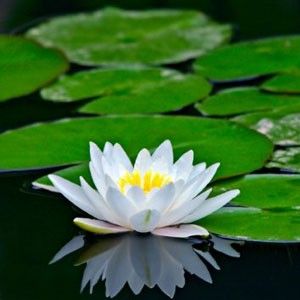 Aquatic Plantings - Wisconsin Lake & Pond Lotus Flower Wallpaper, Water Lilly, Pond Plants, Image Nature, Trendy Flowers, Black And White Wallpaper, Garden Care, Aquatic Plants, Water Flowers