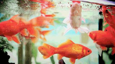 The humble goldfish Fish Gif, Fauna Marina, Star Trek Universe, Stay Gold, Aesthetic Gif, Sweet Animals, Animal Planet, Aquarium Fish, Goldfish