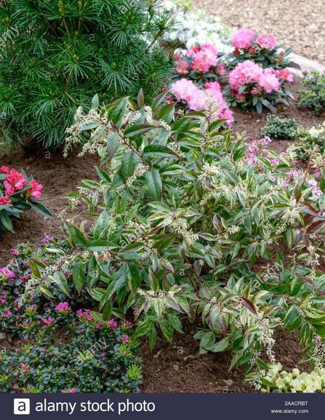 Traubenheide (Leucothoe fontanesiana 'Rainbow') Stock Photo Leucothoe Fontanesiana, Garden Plants, Landscaping, High Resolution, Stock Images, Resolution, Rainbow, Stock Photos, Illustrations