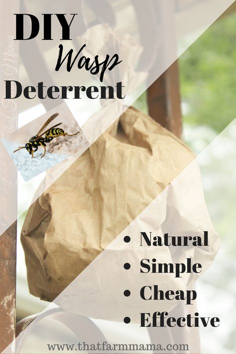 Wasp Trap Diy, How To Repel Flies, Natural Wasp Repellent, Fake Wasp Nest, Wasp Deterrent, Wasp Killer, Red Wasps, Repel Flies, Wasp Repellent