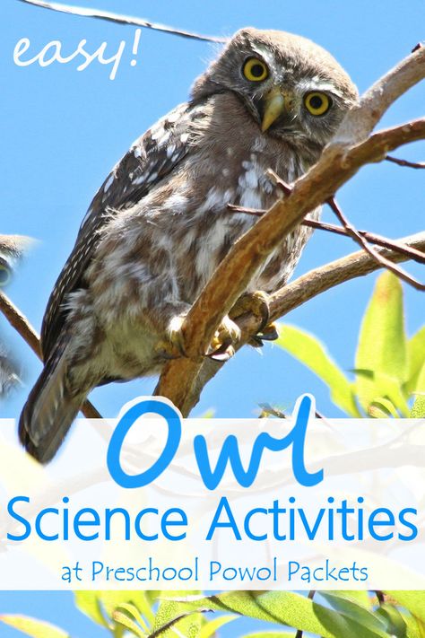 Fun owl science activities for preschool, kindergarten, and elementary grades! Perfect for an owl theme or forest theme! Science Activities For Preschool, Forest Animals Preschool, Owl Preschool, Owl Habitat, Owl Activities, Activities For Preschool, Owl Theme, Animal Study, Animal Science