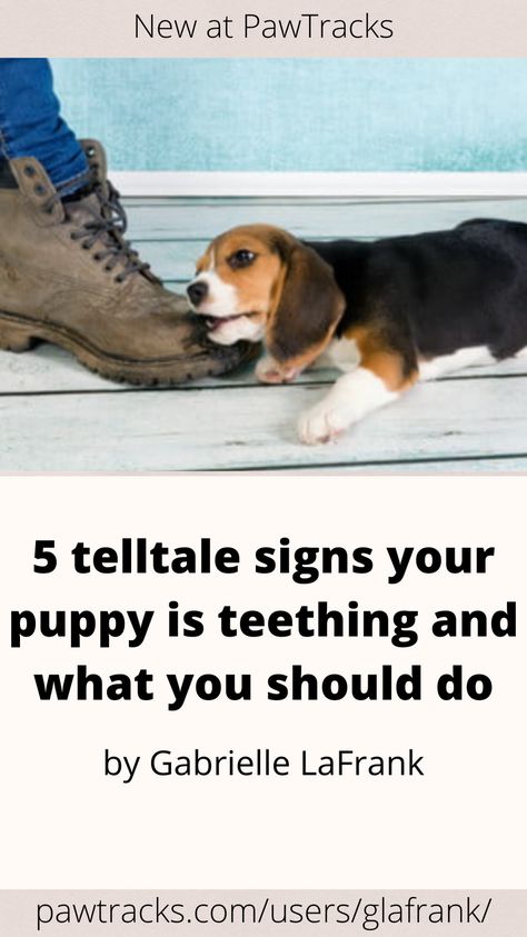 Puppies aren’t trying to be annoying by chewing while they’re teething, but there are still ways you can help them get through it with minimum collateral damage. Understanding puppy teething symptoms is the first step toward the ultimate goal — but what are the signs your puppy is teething? 5 telltale signs your puppy is teething and what you should do Puppy Teething Remedies, Teething Symptoms, Saint Bernards, Teething Remedies, Kong Toys, Puppy Teething, Collateral Damage, St Bernard, Dog Teeth