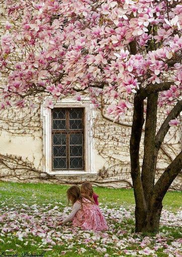 Magnolia tree Desain Pantry, Magnolia Blossom, Have Inspiration, Magnolia Trees, Beltane, Flowering Trees, Blossom Flower, Beautiful Tree, Dream Garden