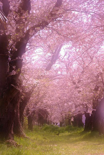 Beautiful Trees, Sakura Cherry Blossom, Pink Trees, Tree Forest, Blossom Trees, Flowering Trees, Marmalade, Beautiful Tree, Belleza Natural