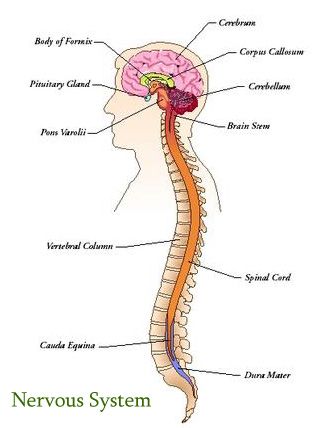 A labeled diagram of the nervous system Nervous System Diagram, Nervous System Anatomy, Human Skeleton Anatomy, Human Nervous System, Sistem Saraf, Fibro Warrior, Brain Anatomy, Medical Specialties, Brain Stem