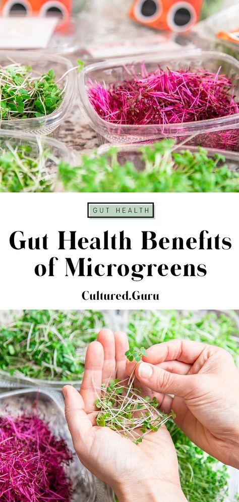 Sprouts And Microgreens, Recipes For Microgreens, Benefits Of Microgreens, Broccoli Microgreens Recipe, Growing Microgreens Indoors, Micro Greens Recipe, Superhuman Diet, Microgreens Benefits, Recipes Gut Health