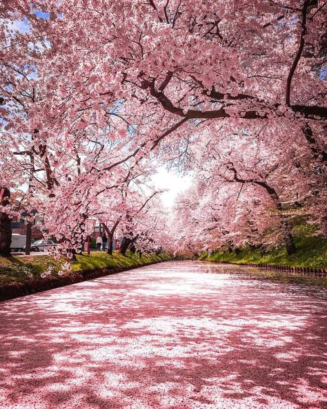 Chalet House, Spring In Japan, Japan Spring, Cherry Blossom Wallpaper, Cherry Blossom Japan, Japanese Tree, Cherry Blossom Season, Sakura Tree, Porto Rico