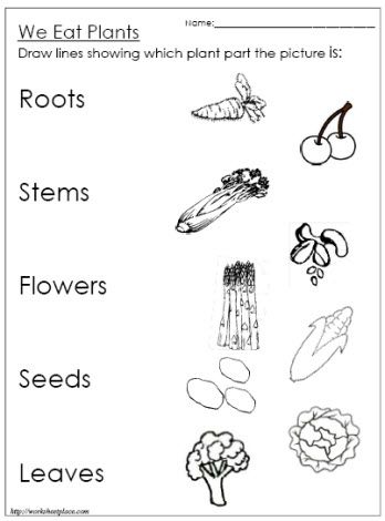 Plants We Eat Worksheet Germination Of Seeds, Science Plants, Plant Lessons, Plants Worksheets, Plants Unit, 2nd Grade Science, Plant Parts, First Grade Science, First Grade Worksheets