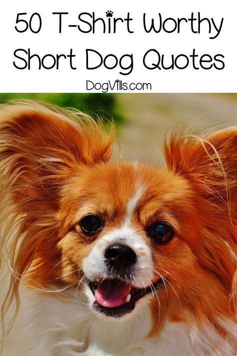 If you're looking for some fun t-shirt worthy short dog quotes, I've got you covered! Check out 50 of the sweetest & funniest dog sayings! Dog Shirt Sayings For Dogs, My Dog Is My Therapist, Funny Dogs Quotes, Cute Pet Sayings, Funny Dog Grooming Quotes, Cute Dog Sayings Signs, Funny Dog Sayings Signs, Funny Dog Sayings Hilarious, Me And My Dog Quotes Funny