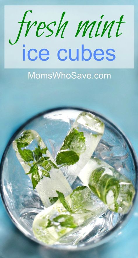 How to Make Fresh Mint Ice Cubes | MomsWhoSave.com  Perfect in #icedtea  #lemonade  #mojitos  #water and more!  #mint  #recipes Mint Ice Cubes, Mint Recipes Fresh, Fresh Herb Recipes, Mint Recipes, Herb Recipes, Lemonade Recipes, Fresh Mint Leaves, Ice Cube Trays, Garden Recipes