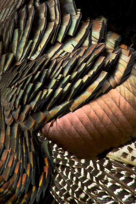 Turkey Farming, Turkey Farm, Wild Turkey, Turkey Feathers, Hunting Fishing, The Wild, Feathers, Mood Board, Hunting