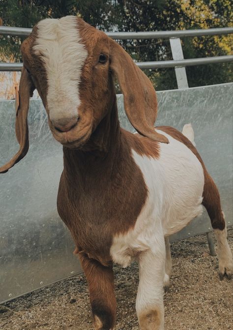 show boer, market wether | @ryleerae25 | #marketgoats #marketwether #boergoats #countrylifestyle #ffa #ffaanimals #showgoats #farm #goats #country #countrygirl #countryboy #westernlifestyle #western #farmanimals #4h Livestock Show Aesthetic, Livestock Aesthetic, Livestock Dogs, Cottage Animals, Goat Showing, Farm Goats, Livestock Animals, Country Animals, Show Goats