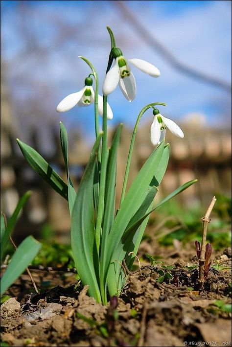 Snowdrop Plant, Snow Drops Flowers, First Flowers Of Spring, Snow Drop, Snow Drops, Garden Bulbs, Floral Drawing, Watercolor Inspiration, Birth Flowers