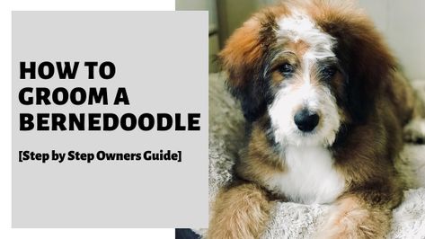 How To Groom A Bernedoodle [Step by Step Owners Guide] How To Groom A Bernedoodle, Mini Bernedoodle Haircut Styles, Doodle Grooming, Puppy Life, Mini Bernedoodle, Puppy Grooming, Bernedoodle Puppy, Dog Grooming Tips, Puppy Cut