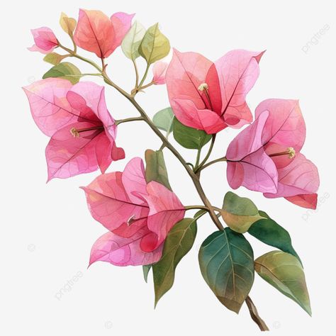 Watercolor Anniversary, Flower Painting Images, Tropical Png, Drawing Elegant, Pink Bougainvillea, Transparent Watercolor, Anniversary Art, Vector Trees, Drawing Clipart