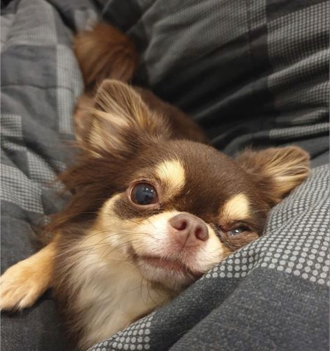 Brown Fluffy Chihuahua, Statue With Wings, Fluffy Chihuahua, Chiwawa Puppies, Chihuahua Memorial, Statue For Garden, Psy Chihuahua, Brown Chihuahua, Black Chihuahua