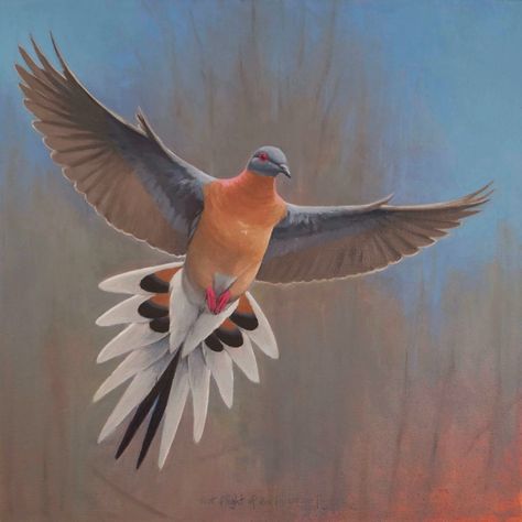 Tim Hough Art: Last Flight of the Passenger Pigeon Pegion Bird Flying, Pigeon Art Painting, Pigeon In Flight, Pigeon Keeping, Exhausted Pigeon, Pigeon Post, Passenger Pigeon, Passenger Pigeon Extinct, Wall Art Diy Paint