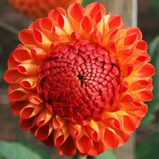 Rainbow Garden, I Love Flowers, Gorgeous Flowers, Dahlia Flower, Orange And Yellow, Exotic Flowers, Flower Beauty, Red Flower, Beautiful Blooms