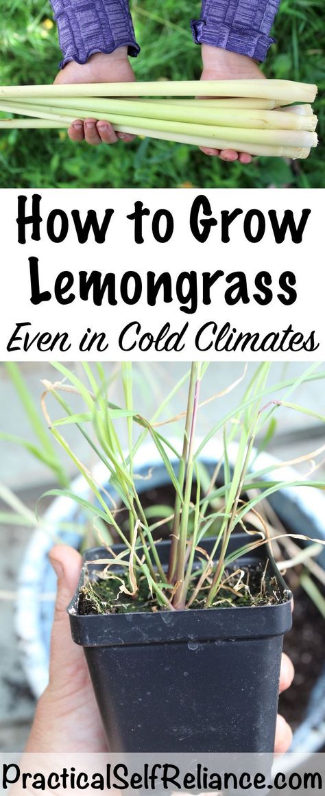 Growing Lemongrass Indoors or Outdoors Grow Lemongrass, Pallets Garden, Garden Pictures, Backyard Garden Design, Growing Herbs, Easy Garden, Planting Herbs, Gardening For Beginners, Growing Vegetables