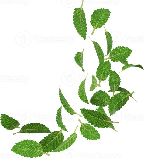 falling green peppermint Leaves Falling, Peppermint Leaves, Free Png, Peppermint, Swirl, Royalty, Royalty Free, Clip Art, Illustrations