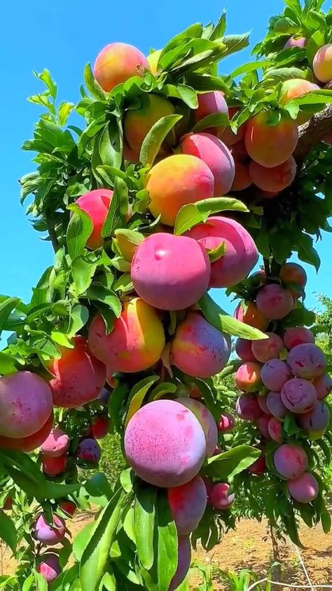 Fruit Pictures Photography, Satisfying Pics, Fruits And Vegetables Pictures, Fruit World, Fruit Tree Garden, Funny Vegetables, Vegetables Photography, American Foods, Vegetable Pictures