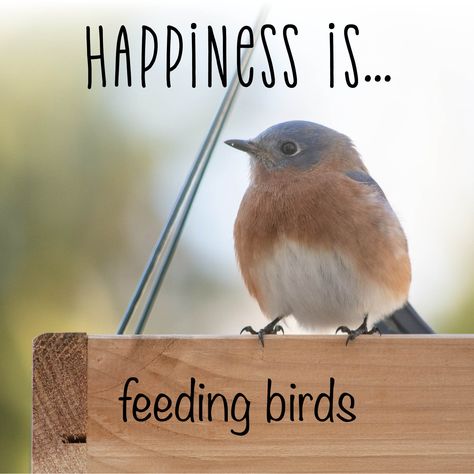 Cute bluebird reminds us of joy that feeding birds brings Quotes For Birds, Love Birds Quotes, Birds Quotes, Feed The Birds, Server Life, Feeding Birds, Bird Quotes, I Love You Baby, Bird Watcher