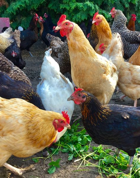 Types Of Chickens, Beautiful Chickens, Pig Farming, Farm Lifestyle, Chicken Garden, Baby Chickens, Poultry Farm, Hens And Chicks, Maize