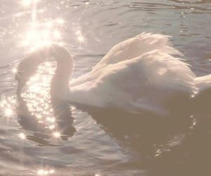 Swan, aesthetic, and white Bild Angelcore Aesthetic, Aphrodite Aesthetic, Swan Princess, Ethereal Aesthetic, Swan Song, Angel Aesthetic, White Swan, Goddess Of Love, Swan Lake