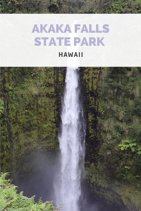 Visiting Akaka Falls State Park in Hawaii Akaka Falls | Akaka Falls Hawaii | Akaka Falls State Park | Akaka Falls State Park Hawaii | Akaka Falls Big Island | Big Island Hawaii | Hawaii Waterfalls | Waterfalls in Hawaii | Hawaiian Waterfall | Hilo | Hilo Hawaii | Things To Do in Hilo | Things to See in Hilo | Hilo Things To Do | Hilo Hawaii Things To Do | Kona Things To Do | Akaka Falls Hawaii Waterfalls | Hawaii Big Island | Big Island Hawaii Things To Do | Big Island Travel | Big Island Trip Akaka Falls, Hawaii Waterfalls, Big Island Travel, Hawaii Big Island, Hawaii Things To Do, Kona Hawaii, Big Island Hawaii, Island Travel, Big Island