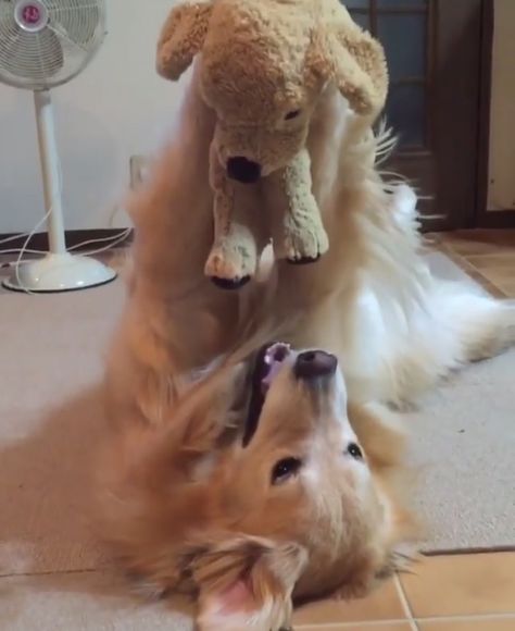 Life Is Golden, Golden Retriever Funny, Dog Playing, Cute Puppy Videos, Puppies Funny, Dogs Golden Retriever, Weimaraner, Animal Pics, Retriever Dog