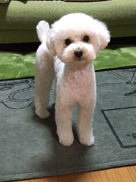 White Dog Haircut, Bichon Frise Short Haircut, Short Bichon Haircut, Bichon Frise Poodle Haircut Styles, Poodle Toy Haircut Styles, White Maltipoo Haircut Styles, White Toy Poodle Haircut Styles, White Poodle Haircut Styles, Maltese Teddy Bear Haircut