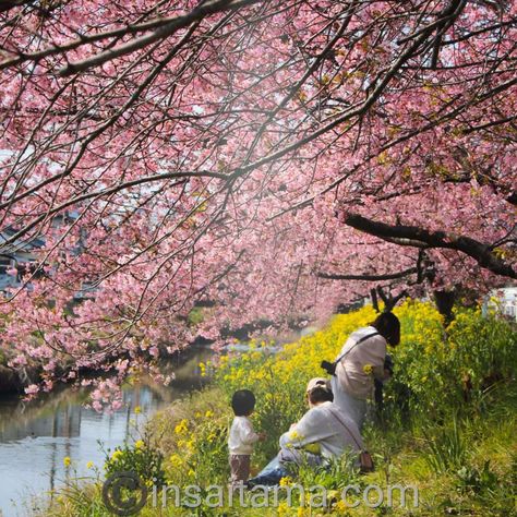 Stunning Kawazu zakura spot in Washinomiya, Saitama Prefecture Saitama Prefecture, Beautiful Sights, Pretty Photos, Lucky Star, Saitama, Cherry Blossoms, Cherry Blossom, Tokyo, Cherry