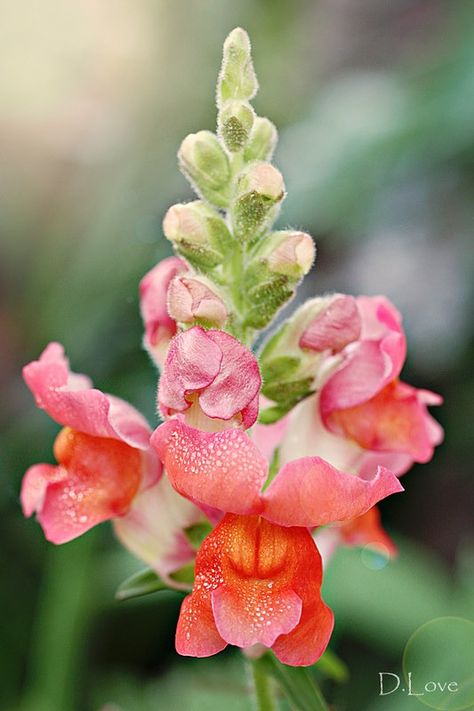 Snap Dragon 2 - 159.365 | I have 2 versions of this photo.. … | Flickr Dragon Snap Flower, Dragon Photo, Snap Dragons, Snap Dragon, Flower Reference, Dragon 2, Watercolor Ideas, Flower Boys, Hoppy Easter