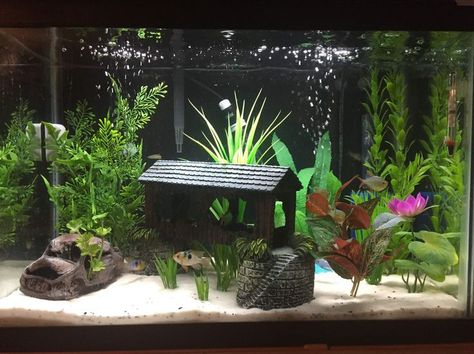 10 Gallon Fish Tank Ideas, Cool Fish Tank Decorations, Fish Tank Ideas, 10 Gallon Fish Tank, Fish Tank Themes, Fish Tank Terrarium, Goldfish Tank, Small Fish Tanks, Cool Fish Tanks