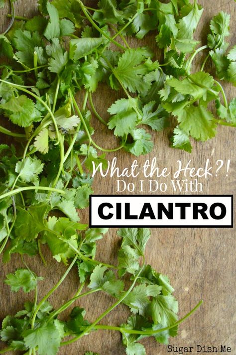 The second post in a series on what to do with unfamiliar grocery items. What the Heck Do I Do with Cilantro is a post full of recipe ideas and inspiration. Freezing Cilantro, Fresh Herb Recipes, Cilantro Recipes, Herb Recipes, Spices And Herbs, What The Heck, Planting Herbs, Edible Garden, Fresh Cilantro