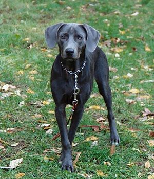 BLUE LACY Blue Dog Aesthetic, Grey Dog With Blue Eyes, Blue Lacy Dog, Portuguese Water Dog Puppy, Black Lab With Blue Eyes, Blue Lacy, Working Dogs Breeds, Bloodhound Dogs, Dog Breeds Medium