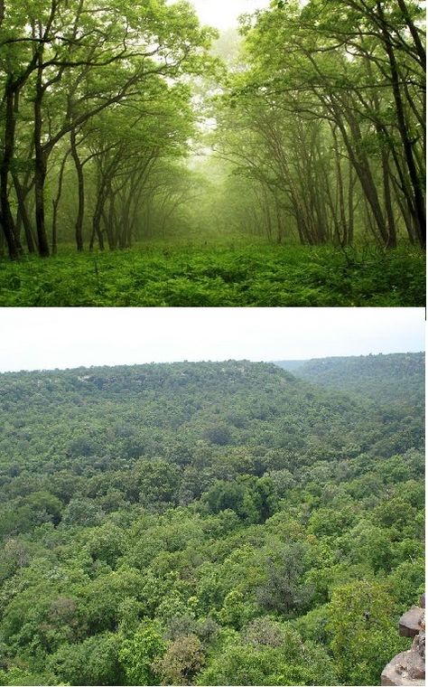 Forests in India have always been one of the richest resources. Indian forests are ancient in nature and composition. #travel #indian #forest #nature #beauty #resources #beautiful #relaxation #richest Indian Forest Photography, Indian Nature Photography, Photo Essay Examples, Indian Nature, Indian Forest, Types Of Forests, Mythical World, Environment Projects, Bedroom Mural