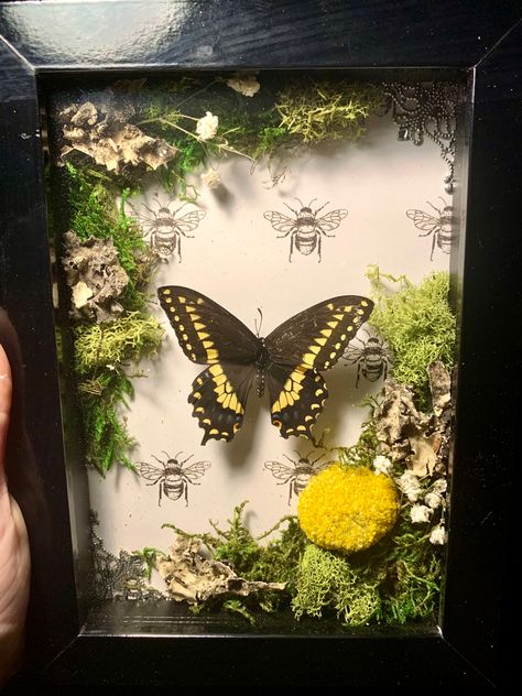 Real butterfly in a shadow box with dried flowers and moss and a bee background. Etsy page is RealAudCreations How To Display Butterflies, Vintage Shadow Box Ideas, Butterfly Mounting, Nature Shadow Box Ideas, Shadow Box Flowers, Butterfly Shadow Box Ideas, Dried Butterfly Art, Butterfly Shadow Box, Moss Shadow Box Art