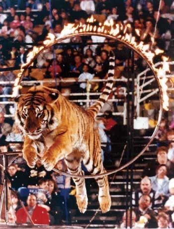 Jumping Tiger, Circus Pictures, Animal Circus, Circus Illustration, Ring Master, Tiger Ring, Circus Sideshow, Circus Acts, Chinese Dance