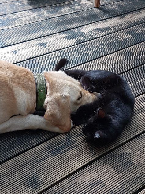 Black Cat And Golden Retriever, Golden Retriever Aesthetic, Golden Retriever Black, Winter's Tale, Black Car, Golden Retriever, Victorious, The Dreamers, Black Cat