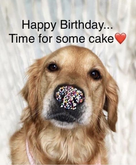 Happy Birthday Labrador, Happy Birthday Golden Retriever, Dog Birthday Wishes, Happy Birthday Animals, Happy Birthday Memes, Happy Birthday Wishes Pics, Birthday Wishes For Her, Happy Birthday Illustration, Happy Birthday Cat