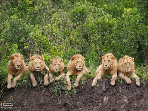 A Pride of 6 Lions---this many males together is extremely rare Adorable Creatures, Male Lion, Wild Things, Animal Photo, Beautiful Cats, 귀여운 동물, Big Cats, Beautiful Creatures, National Geographic