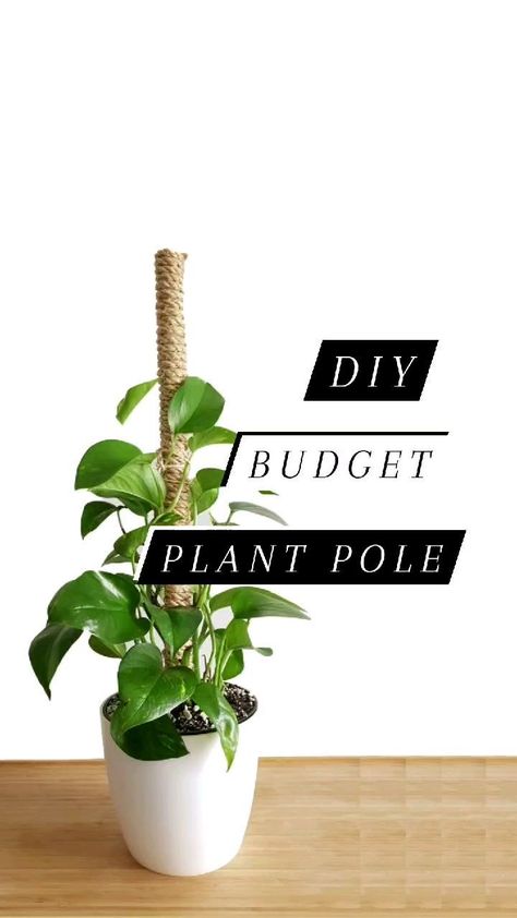 bubbbbzy on Instagram: DIY Budget Plant Pole!🌱💈 Giving my golden pothos a pole and a bigger pot to match her gains 🍃💪🏽 I used plastic plumbing pipe ($0.99)… Diy Plant Pole, Plant Pole, Diy Budget, Golden Pothos, Plumbing Pipe, Instagram Diy, Diy Plants, Indoor Plants, Plumbing